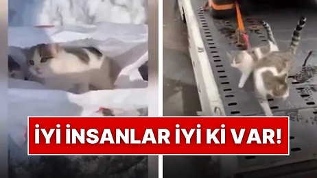 Yavru Kedileri Poşetin İçine Koyarak Yol Kenarına Terk Ettiler: Geç Olmadan Kediler Kurtarıldı