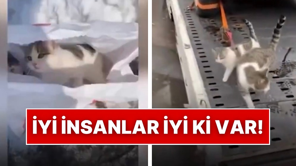 Yavru Kedileri Poşetin İçine Koyarak Yol Kenarına Terk Ettiler: Geç Olmadan Kediler Kurtarıldı