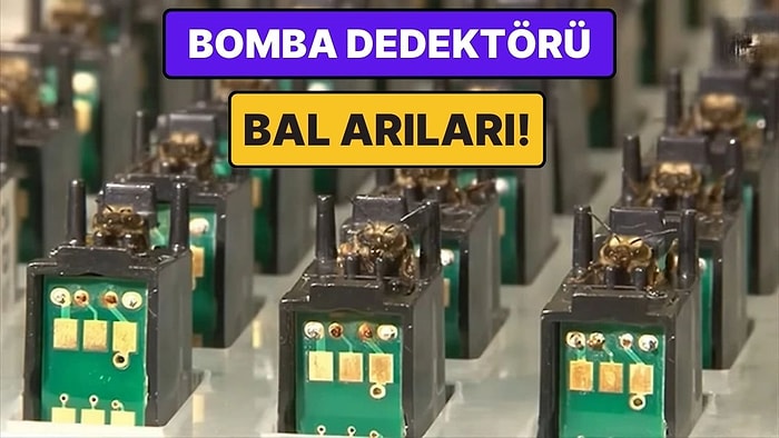 Bal Arıları Artık Dijital Sensör: Patlayıcı Dedektörü Olarak Eğitilmelerinin Arkasındaki İnanılmaz Bilim