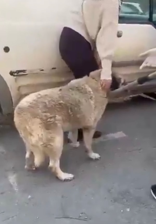 Belediye işçilerinden birinin küçük kıza “bağırma” dediği duyulurken, küçük kızın ve köpeğin o hali yürekleri parçaladı.