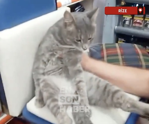 Bakkalda bir kilo bal yiyip fenalaşan kedi.