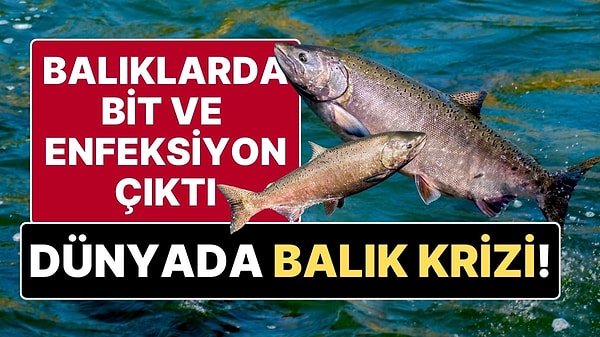 Norveç'in çiftliklerinde yetiştirilen ve Türkiye dahil birçok ülkeye ihraç edilen Somon balıkları, balık biti ve enfeksiyon hastalıklarına maruz kaldı. Bu durum, 100 milyon balığın hayatını kaybetmesine neden oldu. Tüketicileri koruma kuruluşları, bu balıkları tüketen ülkeleri durum hakkında bilgilendirerek uyardı. Somon bitinin (Lacshlaeuse), balığın derisi ve kanıyla beslendiği, balıklar arasında enfeksiyona neden olduğu açıklandı.