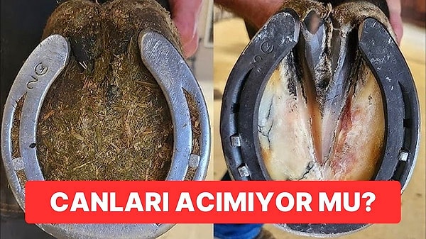 14. Sosyal Medyada Gördüğümüz At Nalı Videoları Atların Canını Acıtmıyor mu?