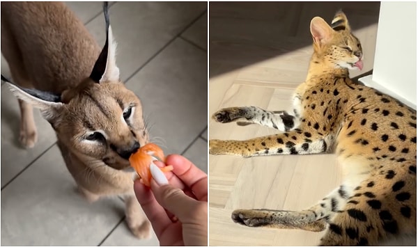 Bir kadın evinde beslediği Serval Kedisi ve Karakulak cinsi iki vahşi kedi için yiyecek sipariş etti.