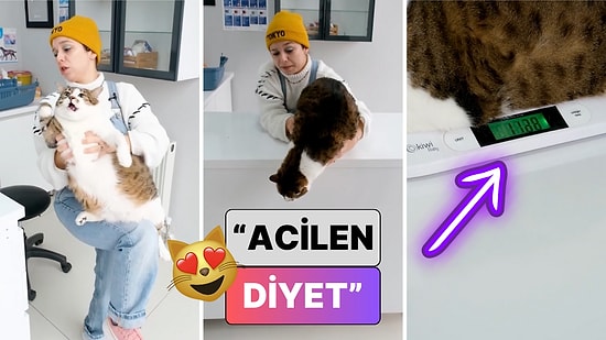 "Acilen Diyet": Veterinere Götürülen 11 Kiloluk Tombiş Kedi Veteriner Hekime Zor Anlar Yaşattı