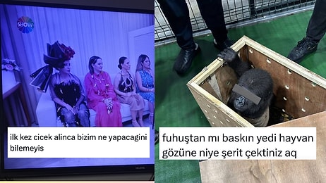 İlk Kez Çiçek Alanlardan Havaalanında Bulunan Yavru Gorile Son 24 Saatin Viral Tweetleri