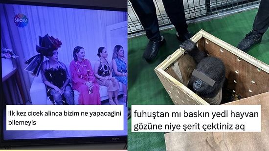 İlk Kez Çiçek Alanlardan Havaalanında Bulunan Yavru Gorile Son 24 Saatin Viral Tweetleri