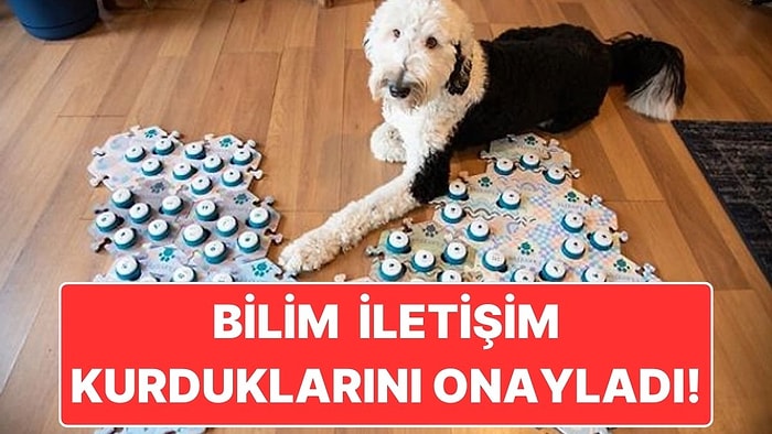 Yeni Bir Araştırmaya Göre Köpekler Tuşlara Basarak İletişim Kurabiliyor! İyi de Nasıl?