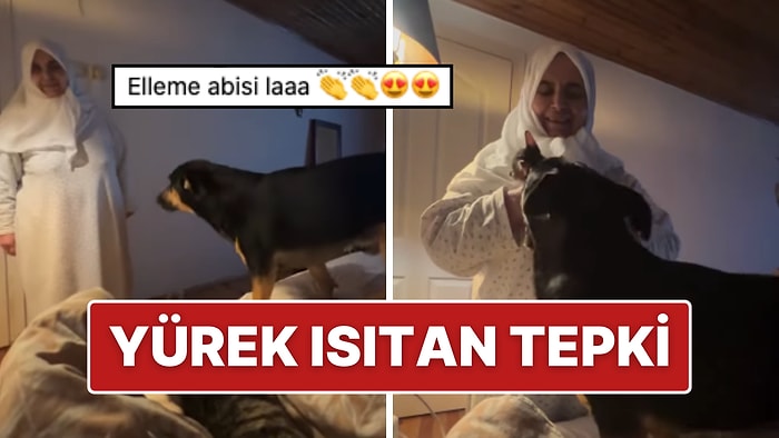 Sokak Köpeğini Eve Getiren Genç Kızın Annesinden Yürek Isıtan Tepki