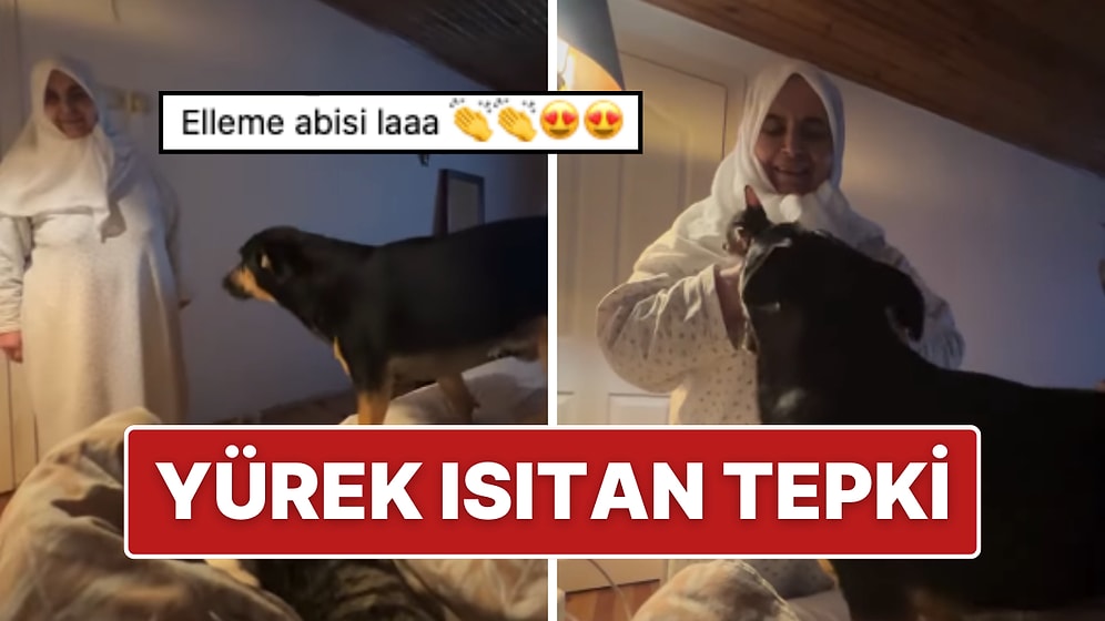 Sokak Köpeğini Eve Getiren Genç Kızın Annesinden Yürek Isıtan Tepki