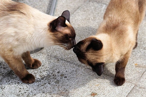 Birbirlerine yaklaşırken dikkatli ve yavaş hareket ederler. Burnunu uzatan bir kedi, aslında karşı tarafa "Ben dostane yaklaşıyorum, sen de öyle yaklaşır mısın?" diye sorar.