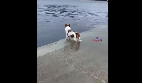 Yunus dostuyla denizin tadını çıkaran köpeğin o anları beğeni topladı.