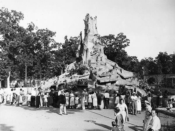 Long Island’daki Jungle Camp’te bulunan 175 rhesus maymunu, bir işçinin ahşap bir tahtayı yanlışlıkla hendek üzerine bırakması sonucu kaçmayı başardı.