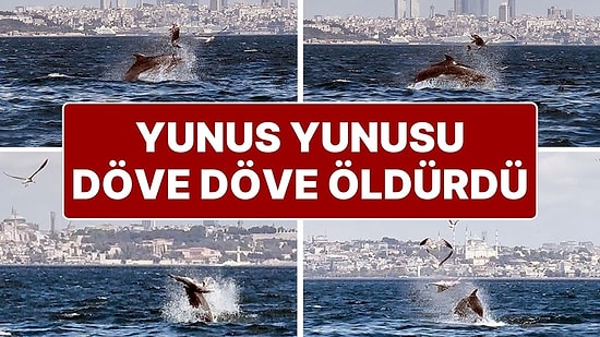 Marmara Denizi’ndeki İlginç Olay Kameralarda: Yetişkin Yunus, Yavru Yunusu Vura Vura Öldürdü!