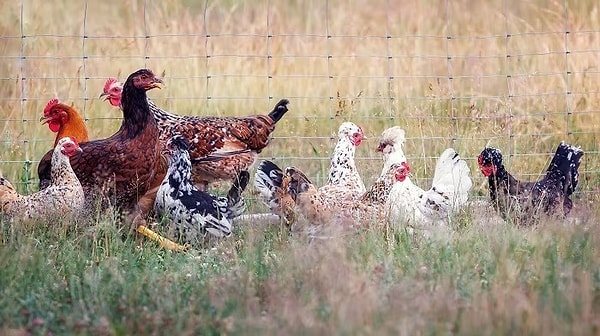 ABD'de ilk insan vakası olarak bildirilen hasta H5N1 olarak da bilinen kuş gribi virüsü nedeniyle öldü.