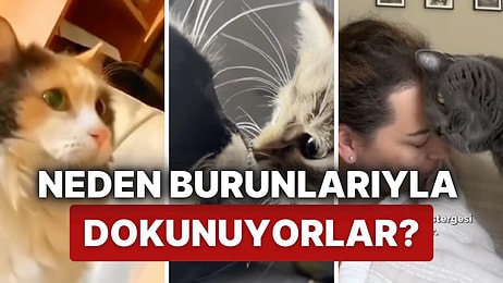 Kedinizin Burnuyla Size Dokunması Ne Anlama Geliyor?