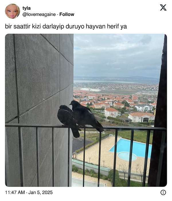 Hayvanların ilişkileri de yorumlanmaya başladı.