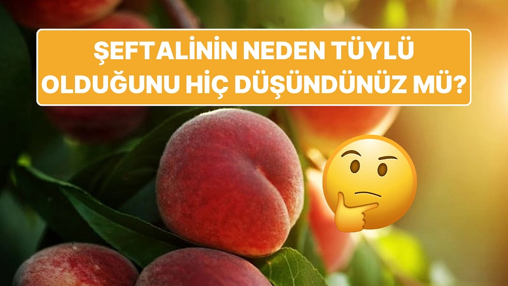 Şeftalinin Neden Tüylü Olduğunu Öğrendiğinizde Bu Meyveyi Daha Çok Seveceksiniz