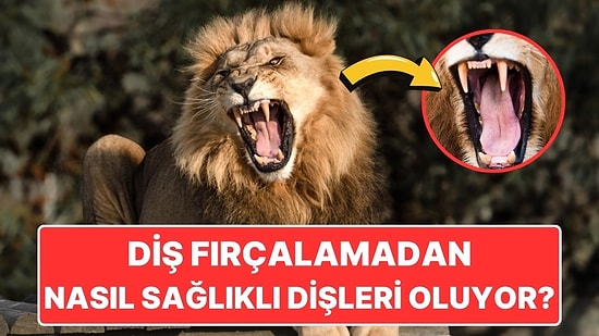 Hayvanlar Dişlerini Fırçalamadan Nasıl Bembeyaz Dişlere Sahip Olabiliyor?