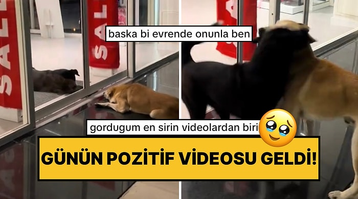 Birbirlerinden Ayrı Kalan Köpeklerin Kavuşma Anındaki Sevinçleri Kalpleri Eritti