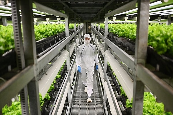 Instead of relying on vast farmlands, Japan embraces vertical farming. Using this method, plants are grown in stacked layers within enclosed spaces.