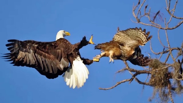 5. ''Bir kartal, baykuş kovalıyor"