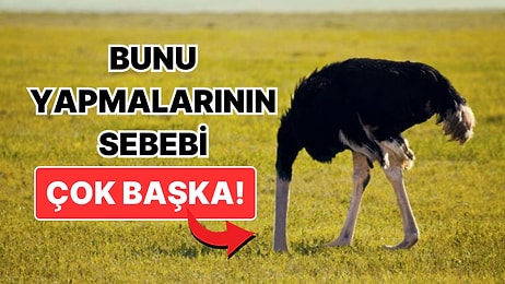 Deve Kuşları Meğer Tehlike Anında Başlarını Kuma Gömmezmiş! Gerçek Çok Başka Çıktı