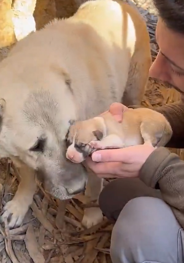 Dünyalar tatlısı anne köpek ve yavrusu bir başlarına hayata tutunmaya çalışıyordu. İçerik üreticisi “diğer yavruların nerede” diye sorunca anne köpek ağlamaya başlamıştı.