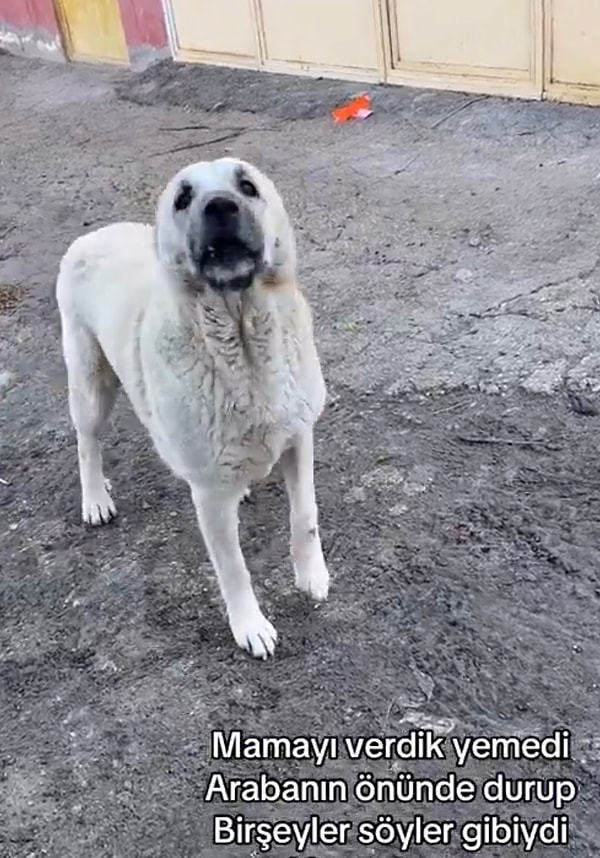 Verilen mamayı yemeyen köpeğin bir derdi var gibiydi ve onları çağırarak yavrusunun yanına götürmüştü.