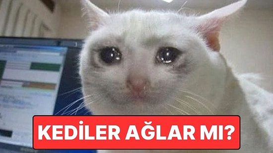 Hayır Üzgün Değiller: Kediler Neden Bazen Ağlar Gibi Gözyaşı Döker?