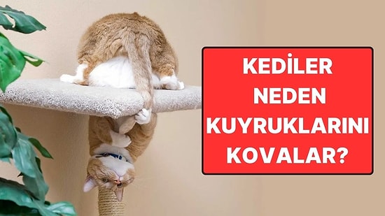 Kediler Neden Kuyruklarını Her Gördüğünde Sanki Onların Değilmişçesine Kovalar?