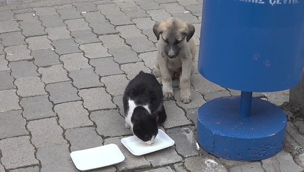 Kedi ve köpekleri böylesine sevgi dolu görmek bizleri de gülümsetiyor.