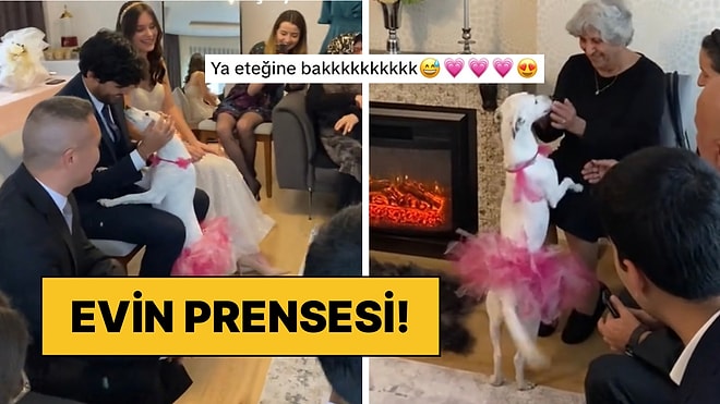 Kız İstemede Gelen Misafirlerin Hepsini Tek Tek Öpen Evin Köpeği Bade’ye Bayılacaksınız!