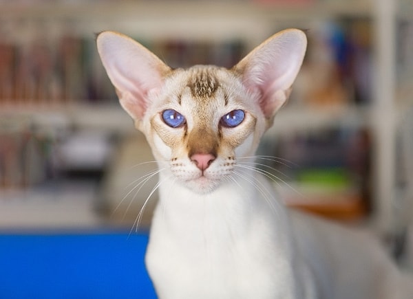 Örneğin bir kedi korktuğunda ya da öfkelendiğinde kulaklarını geriye yatırır. Henry'nin Cebi, bu hareketi kolaylaştıran mekanizma görevi görüyor olabilir.