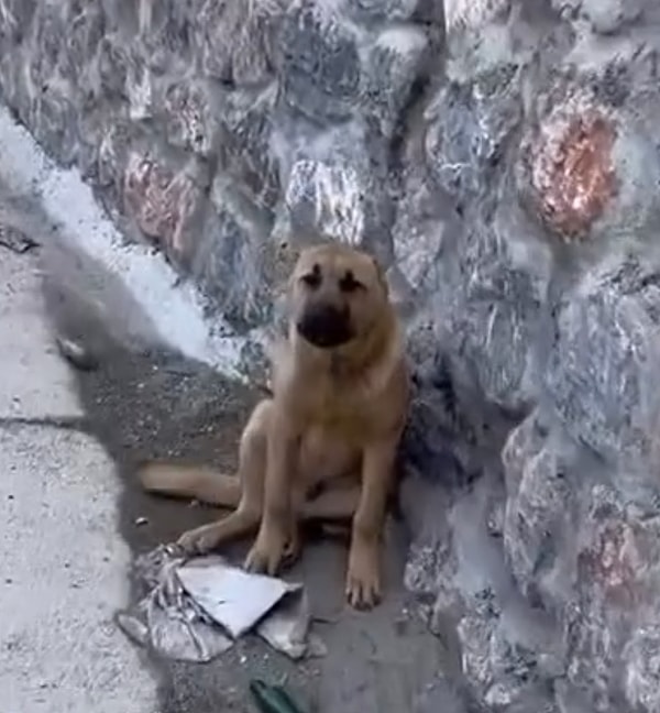 Kim bilir neler yaşadıktan, kulakları kesildikten sonra bu masum can otobana terk edilmişti bilinmez ancak Can Tural’la karşılaşması sonucu yeni bir hayata adım atacaktı.