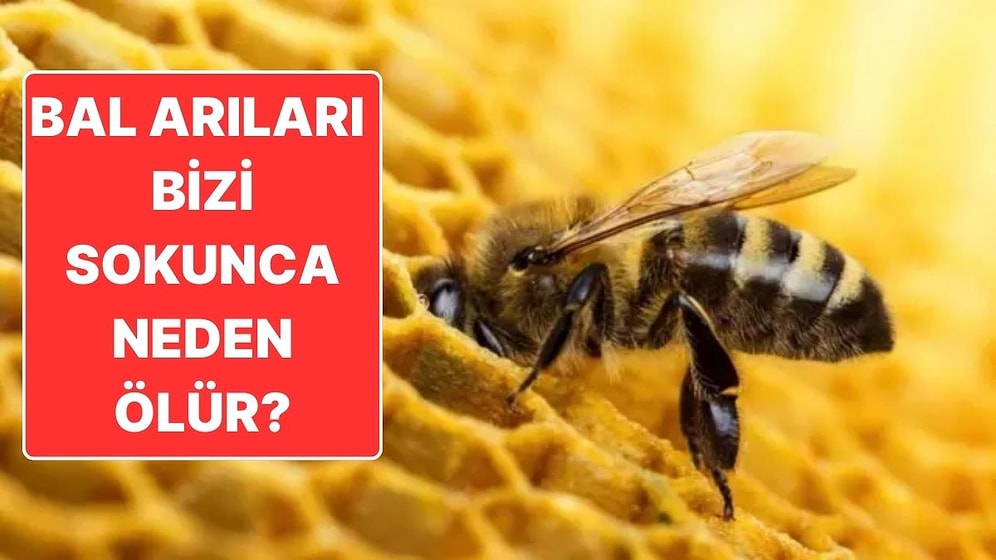 Sebebi Çok Üzücü: Arılar Bizi Soktuktan Sonra Neden Hemen Ölür?