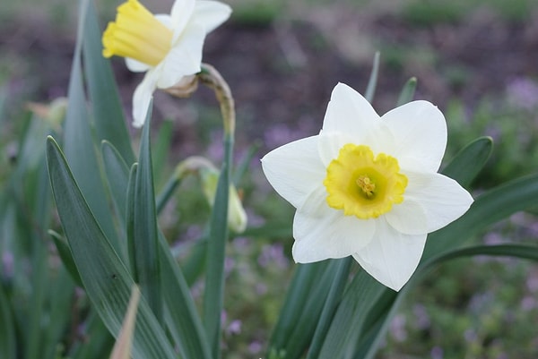 With its delicate beauty and striking yellow-white color, the narcissus flower is widely admired.