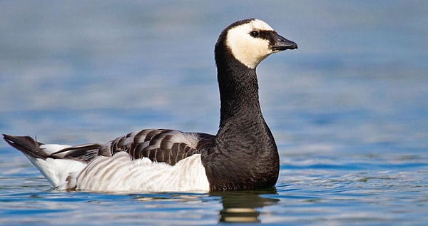 Örneğin, kaz türlerinden biri olan barnacle goose (kutup kazı), 3.000 kilometrelik göç yolculuğuna başlamadan önce hiç antrenman yapmıyor. Hatta bunun tam tersine, kendini sadece besin tüketmeye adıyor! Bilim insanı Lewis Halsey’e göre bu kuşlar sadece oturuyor ve bol bol yemek yiyorlar.