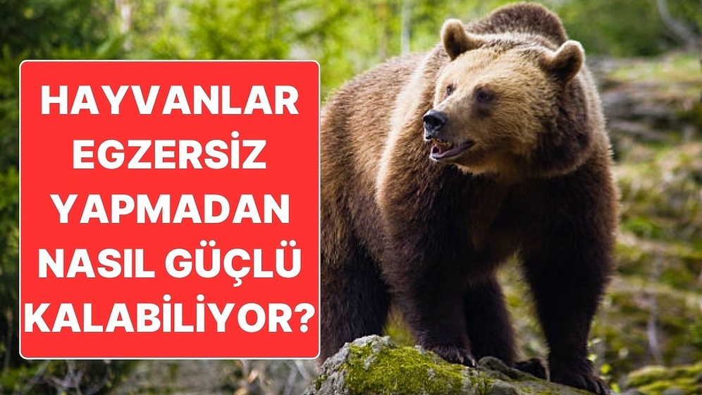 İnsanlar Kas Yapmak İçin Ter Dökerken Hayvanlar Nasıl Hiç Çalışmadan Güçlü Kalabiliyor?