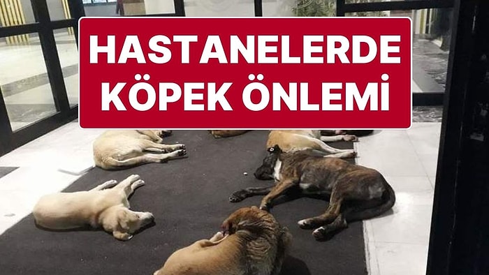 Sağlık Bakanlığı 81 İle Yazı Gönderdi: Hastane Alanlarında Köpek Olmayacak