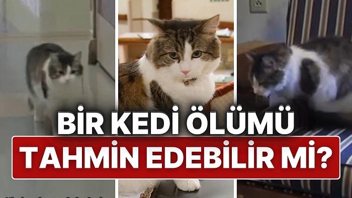 Huzurevinde 100’den Fazla Kişinin Son Anlarını Önceden Tahmin Eden Oscar’ın Gizemli Hikayesi