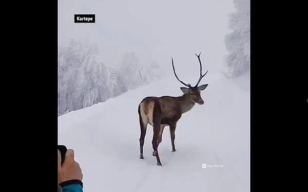 Kartepe'de karlar arasında bir geyik görüntülendi.