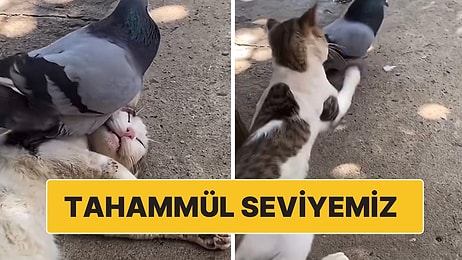 Yanına Gelip Birlikte Uyumak İsteyen Kuşa Olan Tavrıyla Hepimizin Tahammül Seviyesini Ortaya Koyan Kedi