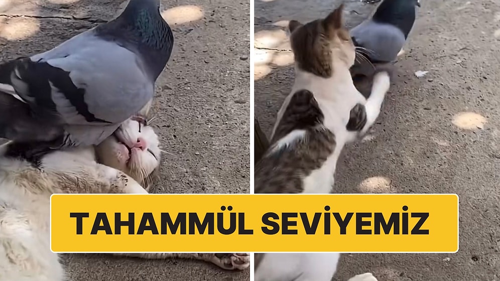 Yanına Gelip Birlikte Uyumak İsteyen Kuşa Olan Tavrıyla Hepimizin Tahammül Seviyesini Ortaya Koyan Kedi