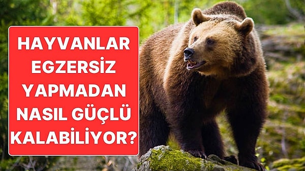 15. Biz Kas Yapmak İçin Ter Dökerken Hayvanlar Nasıl Hiç Çalışmadan Güçlü Kalabiliyor? İşin Arkasında Biyolojik Bir Sır Var!