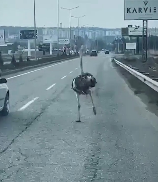 Araç sahipleri masum cana zarar vermemek için çabalıyordu. Aynı zamanda o anları cep telefonlarıyla kayda aldılar.