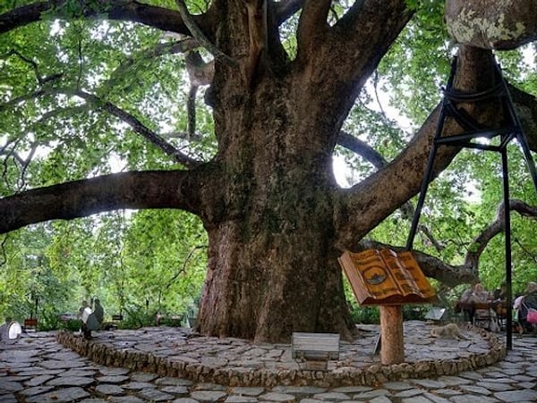 16. İnkaya Çınar Ağacı - Bursa