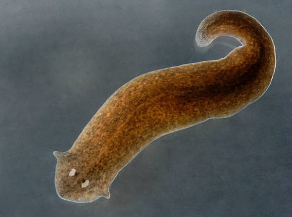 Bu konuda doğanın şampiyonları arasında aksolotl, yassı solucan (Planarian) ve deniz yıldızları gibi canlılar bulunuyor. Her biri, farklı yöntemler kullanarak kaybettikleri uzuvları yerine getirebiliyor.