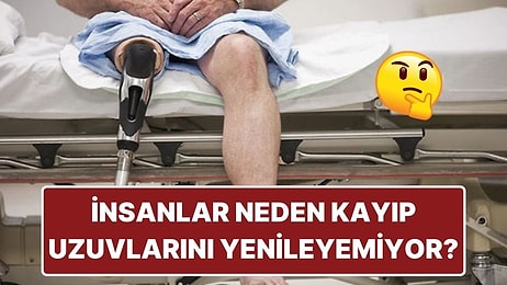 Bazı Hayvanlar Kayıp Uzuvlarını Yenileyebilirken İnsanlar Neden Yenileyemiyor?