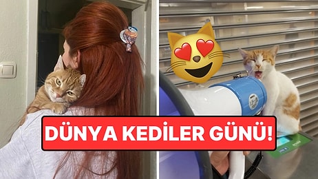 Tüm Kedilerin Gününü Kutlarız: Dört Ayaklı Çocuklarının Dünya Tatlısı Pozlarını Paylaşan Kullanıcılar!